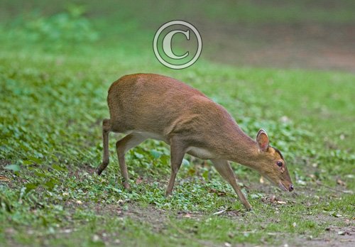 Muntjac Deer DM0659